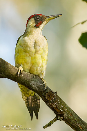 Groene Specht / Green Woodpecker - Tiszagyenda