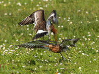 Grutto / Black-tailed Godwit - Wognum