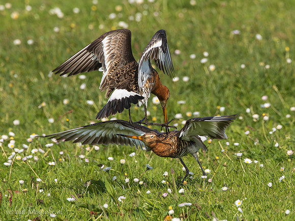 Grutto / Black-tailed Godwit - Wognum