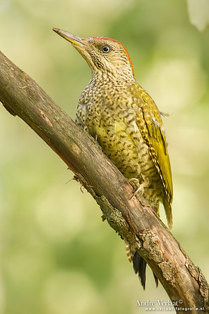 Groene Specht / Green Woodpecker - Tiszagyenda