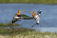 Grutto / Black-tailed Godwit - Wognum