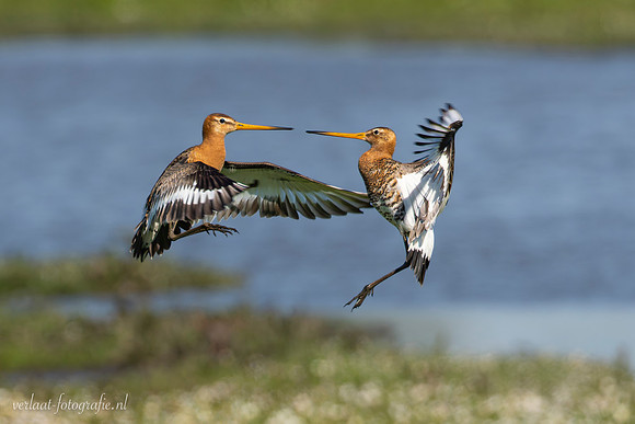 Grutto / Black-tailed Godwit - Wognum