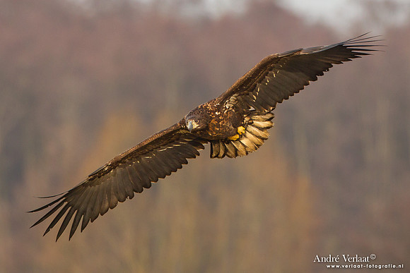 Zeearend / White-tailed Eagle - Central Poland