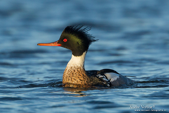 Middelste Zaagbek / Red-breasted Merganser - Den Oever