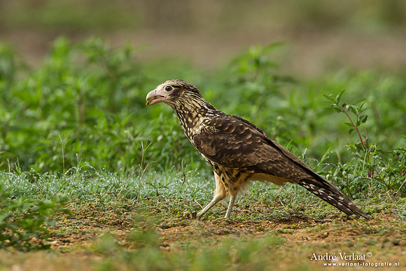 Geelkopcaracara / Yellow-headed Caracara - Peperpot