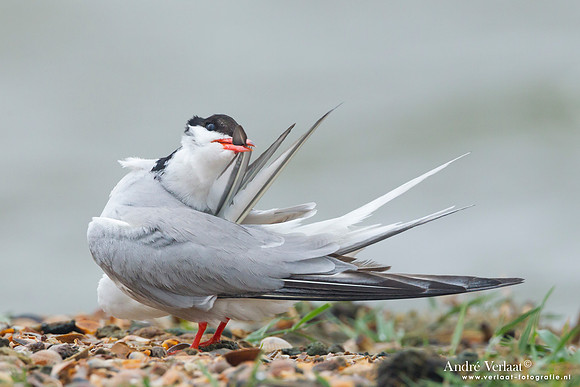 Visdief / Common Tern - Den Helder