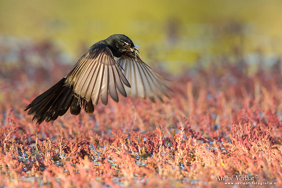 Tuinwaaierstaart / Willie Wagtail - Bowra Sanctuary