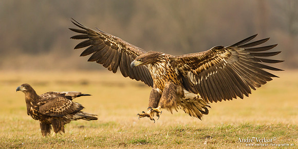 Zeearend / White-tailed Eagle - Central Poland