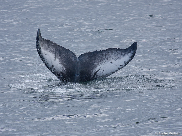 Bultrug / Humpback Whale - Cape Cod, USA