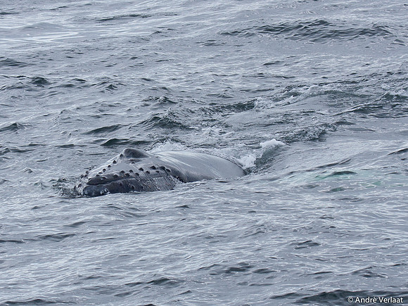 Bultrug / Humpback Whale - Cape Cod, USA