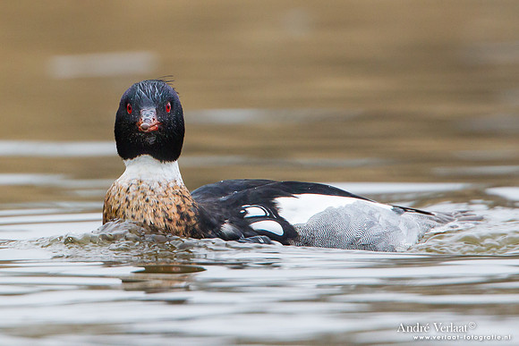 Middelste Zaagbek / Red-breasted Merganser - Den Oever