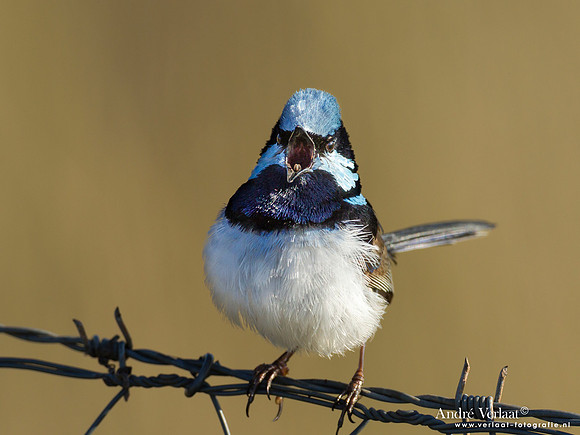 Ornaatelfje / Superb Fairy-wren - Highfields