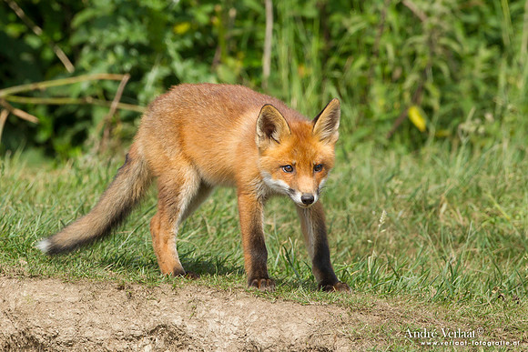 Vos / Red Fox - Zoetermeer