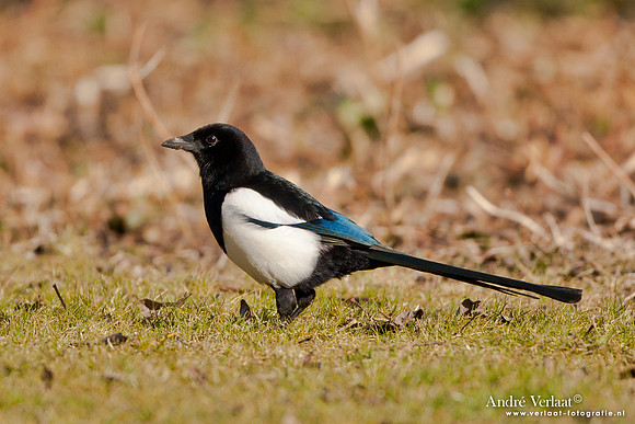 Ekster / Common Magpie - Enkhuizen