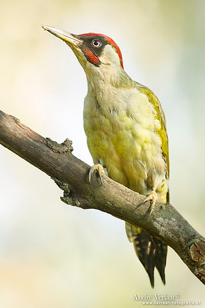Groene Specht / Green Woodpecker - Tiszagyenda