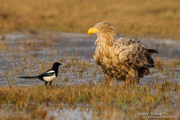 Zeearend / White-tailed Eagle - Central Poland