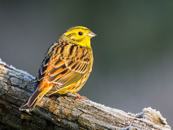 Geelgors / Yellowhammer - Lemelerberg