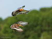 Grutto / Black-tailed Godwit - Wognum