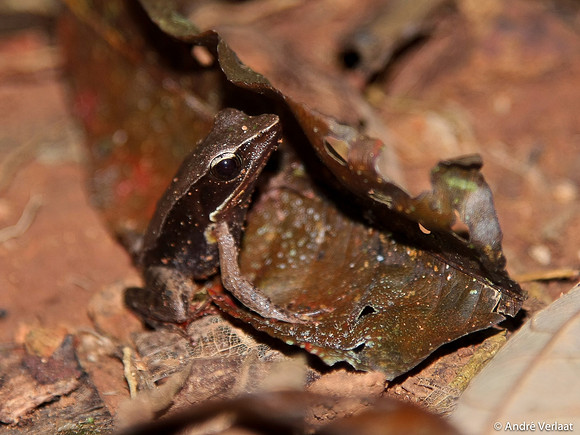 Bufo Haematiticus / Litter Toad - Corcovado NP, Costa Rica