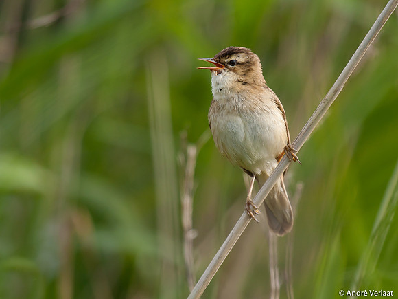 Rietzanger / Sedge Warbler - Egboetswater