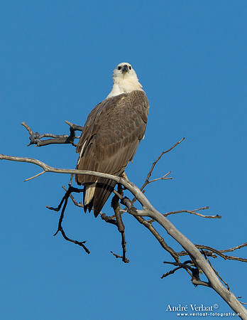 Witbuikzeearend / White-bellied Sea Eagle - Fraser Island