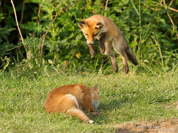 Vos / Red Fox - Zoetermeer