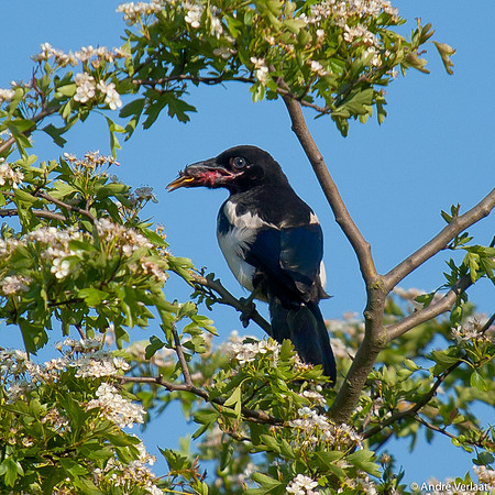 Ekster / Common Magpie - Egboetswater