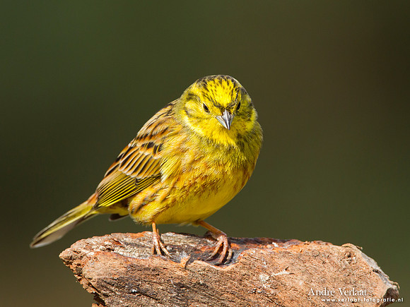 Geelgors / Yellowhammer - Lemelerberg