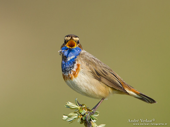 Blauwborst / Bluethroat - Katwijk