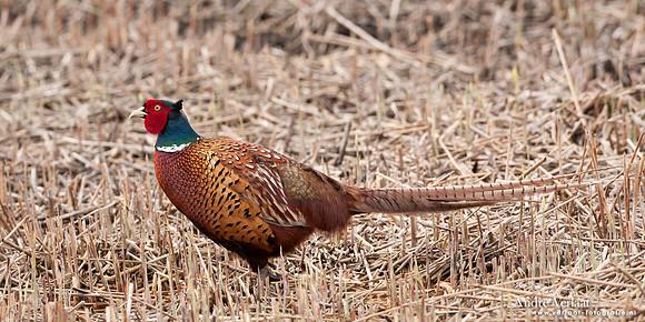 Fazant / Pheasant - Schardam