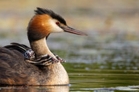 Fuut / Great Crested Grebe - Wognum
