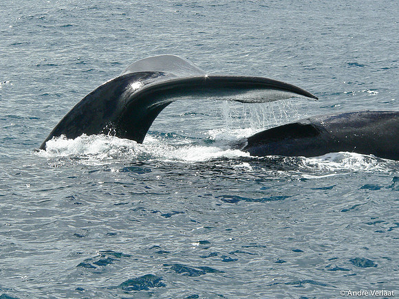 Zuidkaper / Southern Right Whale - Peninsula Valdes, Argentina