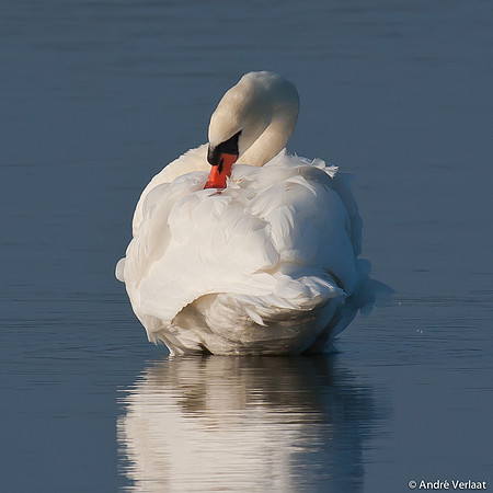 Knobbelzwaan / Mute Swan - Oostvaardersplassen