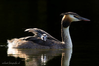 Fuut / Great Crested Grebe - Wognum