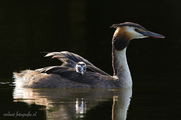 Fuut / Great Crested Grebe - Wognum
