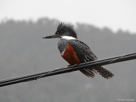 Amerikaanse Reuzenijsvogel / Ringed Kingfischer - Puyuhuapi
