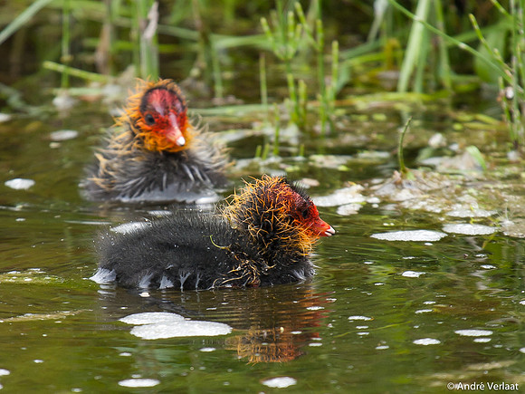 Meerkoet / Coot - Leekermeer