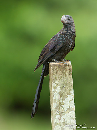 Kleine Ani / Smooth-billed Ani - Peperpot
