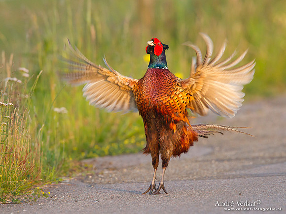 Fazant / Pheasant - De Rijp