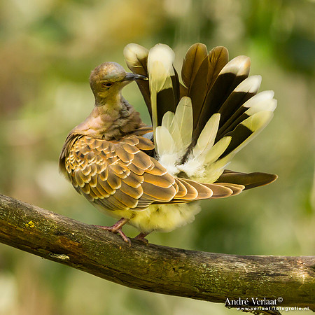 Zomertortel / Turtle-Dove - Tiszagyenda