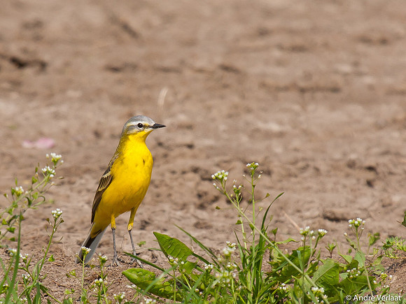 Gele Kwikstaart / Western Yellow Wagtail - Leekermeer