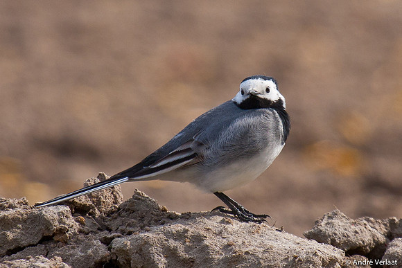 Witte Kwikstaart / White Wagtail - Wieringermeer