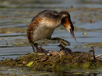 Fuut / Great Crested Grebe - Wognum