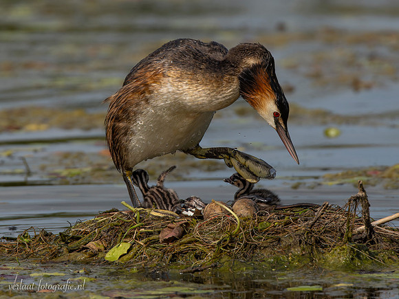 Fuut / Great Crested Grebe - Wognum