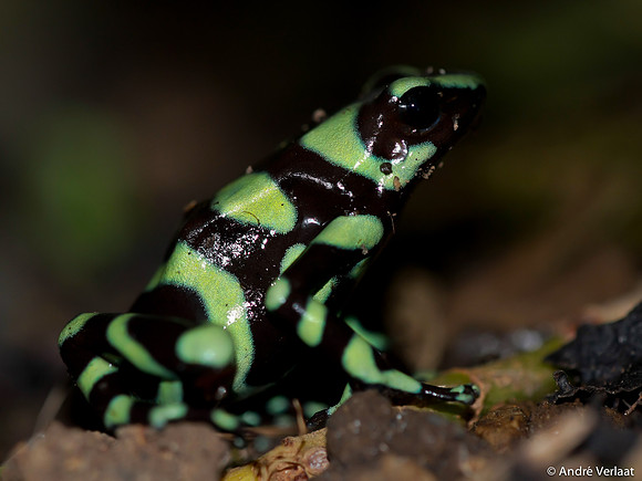 Gouden Pijlgifkikker / Green and Black Poison Dart Frog - Arenal, Costa Rica
