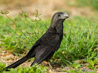 Kleine Ani / Smooth-billed Ani - Peperpot