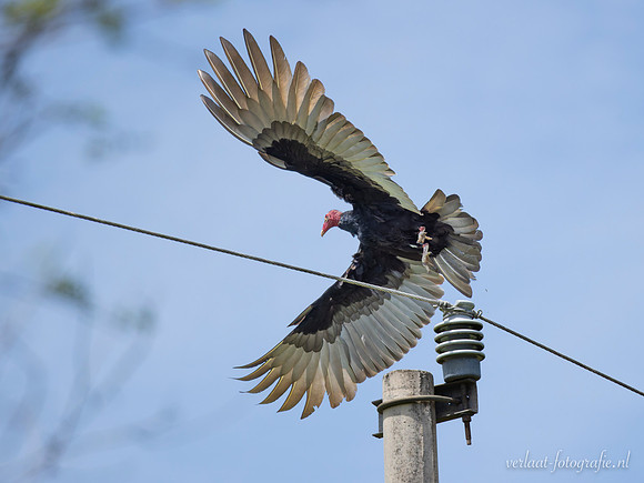 Roodkopgier / Turkey Vulture - Tizimin