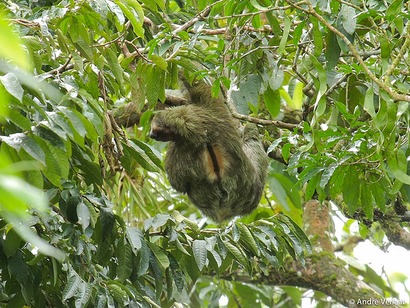 3-tenige Luiaard / Three Toad Sloth - Sarapiquí, Costa Rica
