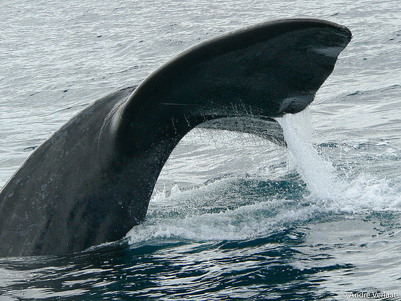 Zuidkaper / Southern Right Whale - Peninsula Valdes, Argentina