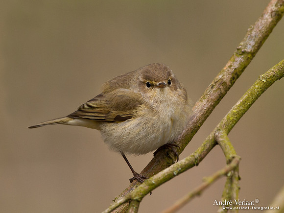 Tjiftjaf / Northern Chiffchaff - Oostvaardersplassen